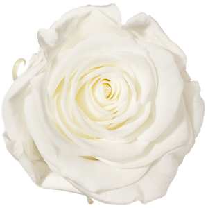 Heart shape bouquet more than 50 roses