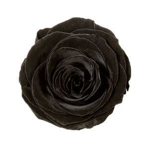 4 Roses  Velvet Square Box