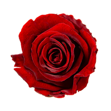 Small Luxury Round Velvet bouquet with more than  10 Roses