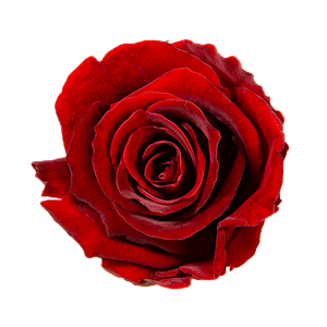 Small Luxury Round Velvet bouquet with more than  10 Roses
