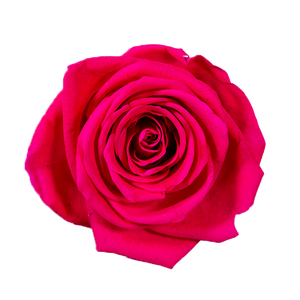4 Roses  Velvet Square Box