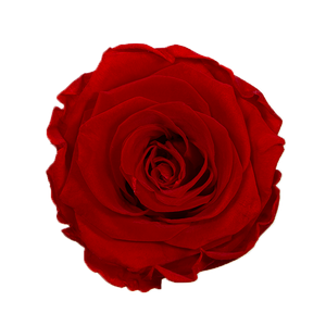 4 Roses  Velvet Square Box