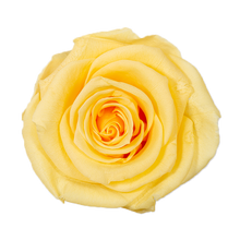 4 Roses  Velvet Square Box