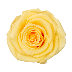 4 Roses  Velvet Square Box
