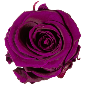 4 Roses  Velvet Square Box
