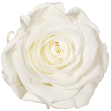4 Roses  Velvet Square Box